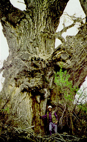 Largest Fremont Cottonwood, Populus fremontii, photo © by Arizona Register of Big Trees