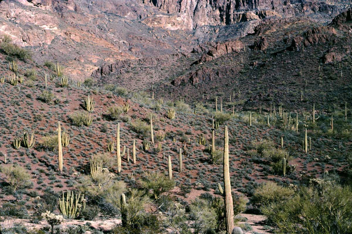 A mountainside poulated by Organ Pipes, Saguaros, Bursage and Palo Verde, photo © by Mike Plagens