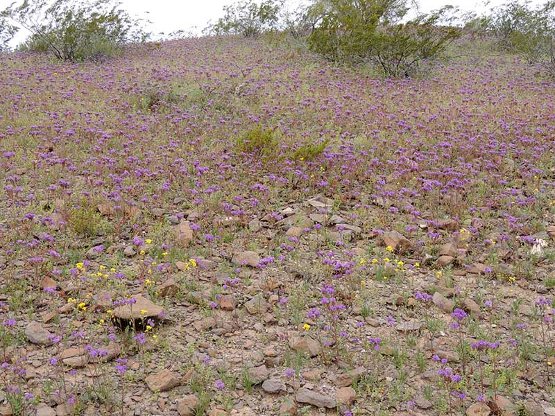 Spring 2017 wildflowers near Gila Bend, Arizona