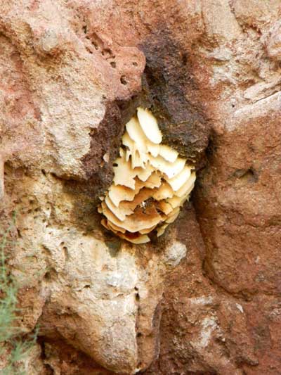 honey bee colony below cliff overhang at Camelback Mountain, Phoenix, Arizona