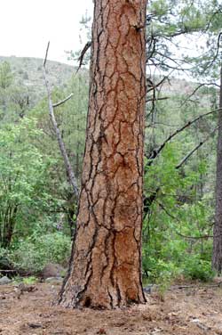 Arizona's extensive mountains offer forests and alpine meadows