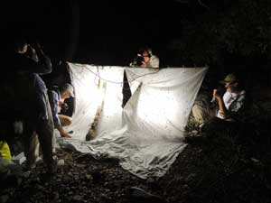 light setup for collection of moths at night