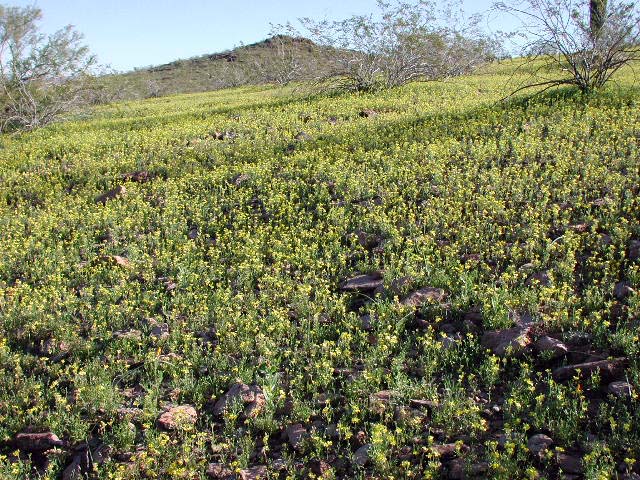 Gordon's Bladderpod Cover hillsides near Saddle Mountain. Photo © Mike Plagens