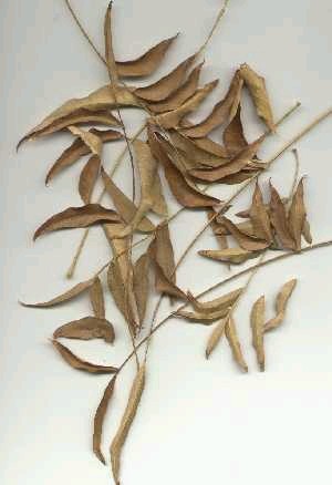 fallen leaves of western soapberry