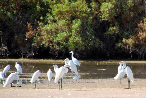 a variety of herons and egrets at Gilbert, Arizona