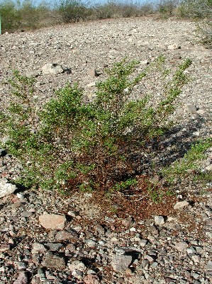 habit of creosote bush, Larrea tridentata, photo © by Michael Plagens