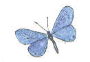 watercolor gif image won't load on Netscape!