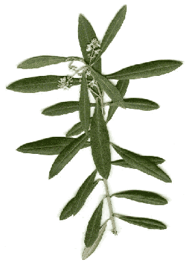 image created using a live specimen placed on a flat-bed scanner