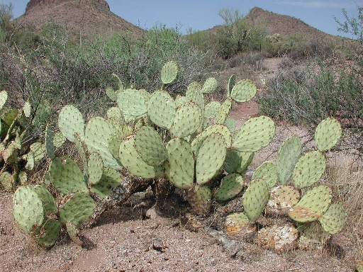 Engelmann Prickly Pear well into extended drought © by Michael Plagens