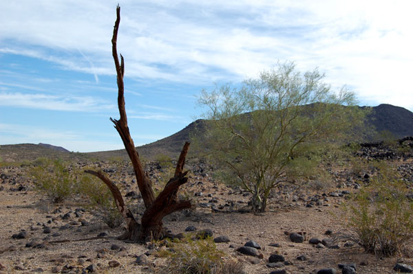 A long-dead ironwood tree backdropped by the rugged basalt of Painted Rock Mountains. Photo © Michael Plagens