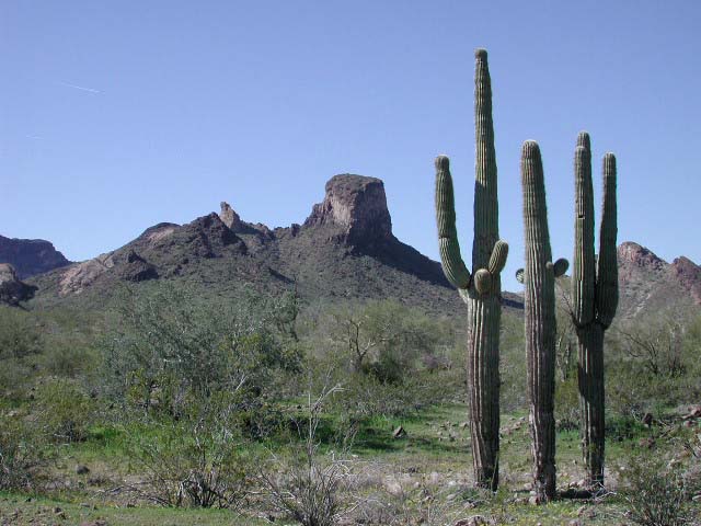 Saddle Mountain as viewed from the east.  Photo © Mike Plagens