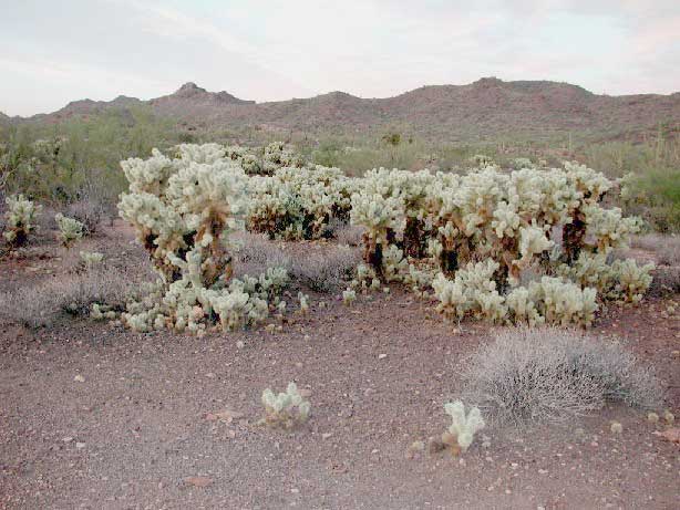 Clone of Cylindropuntia bigelovii photo © by Michael Plagens.