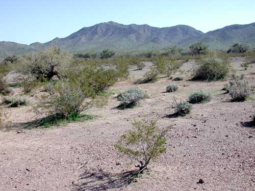 Webb Mountain as viewed from the northwest.  Photo © Mike Plagens