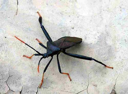 Giant Agave Leaf-footed Bug, Acanthocephala thomasi, photo © by Jim Blaugh