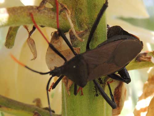 Giant Agave Bug, Acanthocephala thomasi, photo © by Michael Plagens