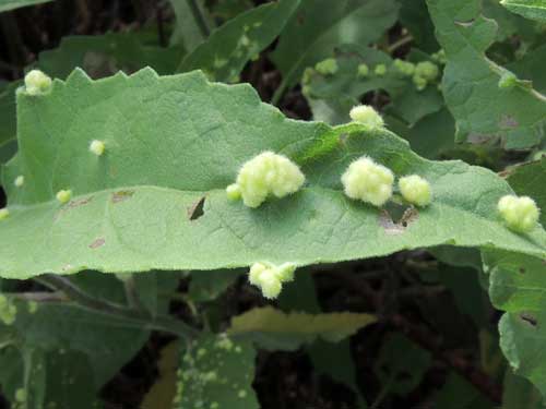 Aceria gall mite often seen on canyon ragweed, photo © by Mike Plagens