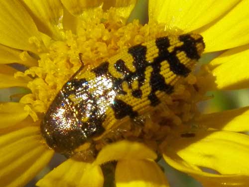 a yellow and black flower buprestidae, Acmaeodera decipiens, photo © by Mike Plagens