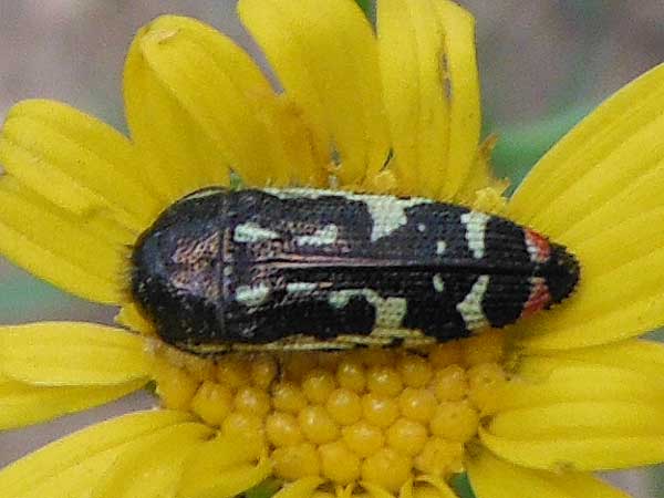 a cream, black, and red flower buprestidae, Acmaeodera amabilis, photo © by Mike Plagens