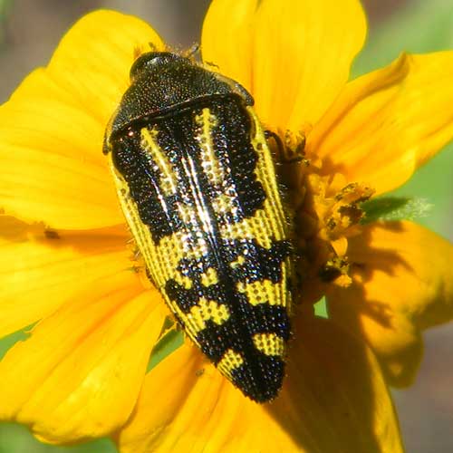 a yellow and black flower buprestidae, Acmaeodera amplicollis, photo © by Mike Plagens