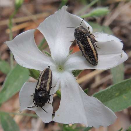 a yellow and black flower buprestidae, Acmaeodera cazieri, photo © by Mike Plagens