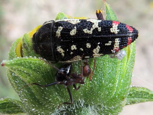 a black flower buprestidae beetle marked with red and white spots, Acmaeodera disjuncta, photo © by Mike Plagens