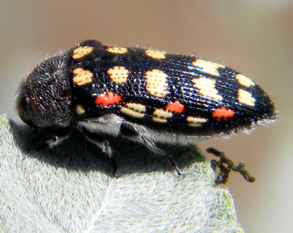 Acmaeodera gibbula photo © by Mike Plagens