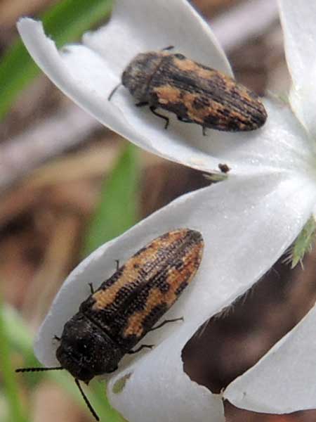 a yellow and black flower buprestidae, Acmaeodera ligulata, photo © by Mike Plagens