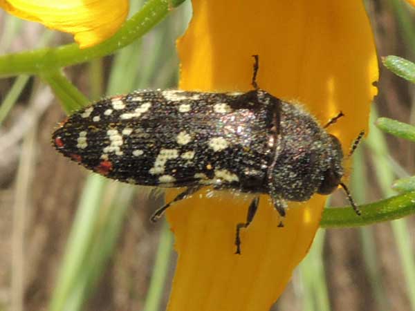 a cream, black, and red flower buprestidae, Acmaeodera rubronotata, photo © by Mike Plagens