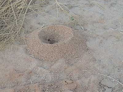 Typical nest of Acromyrmex versicolor, photo © by Mike P{lagens