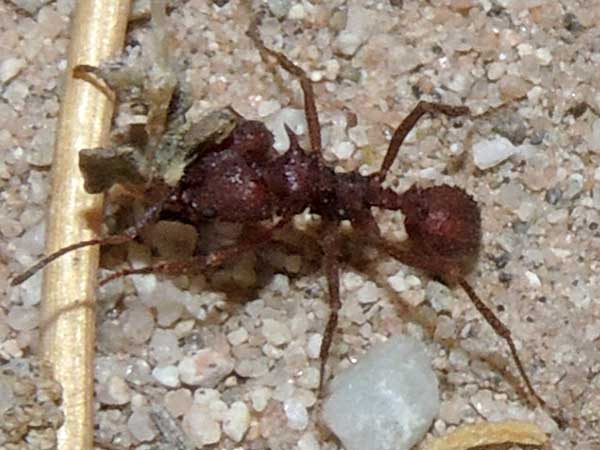 Arizona Leaf-cutter Ant, Acromyrmex versicolor, photo © by Mike P{lagens