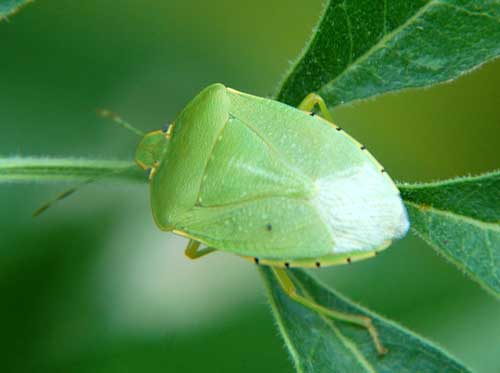 Chlorochroa ligata photo © by Mike Plagens