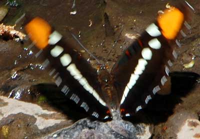 Adelpha bredowii eulalia photo © by Mike Plagens