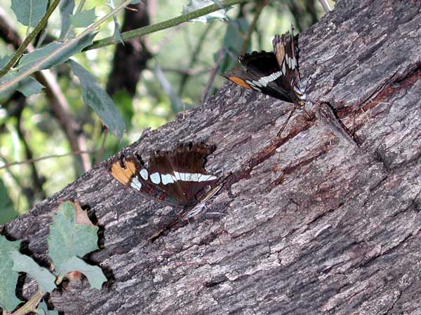 Adelpha eulalia Photo © by Mike Plagens