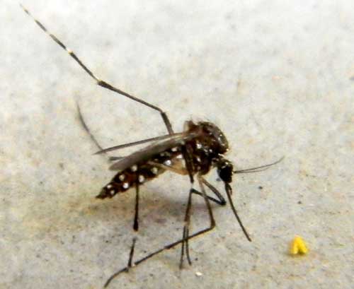 yellow fever mosquito, Aedes aegypti, photo © by Mike Plagens