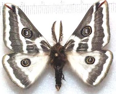 Photo from Moths of Southeastern Arizona, Bruce Walsh