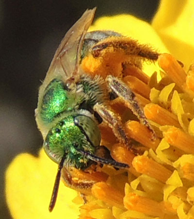 Metallic Green Bee, Agapostemon texanus, photo by Michael Plagens