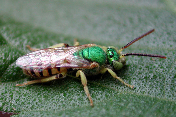 Green Sweat Bee, Agapostemon texanus, photo by Michael Plagens