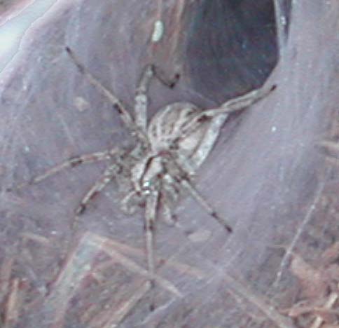 spider arizona sonoran funnel web desert