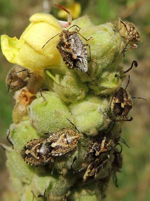 African Cluster Bugs, Agonoscelis puberla, on Common Mullein, Verbascum thapsus, © by Michael Plagens