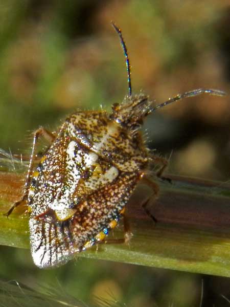 a stink bug, Agonoscelis puberula, photo © by Michael Plagens