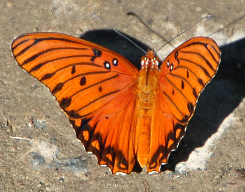 Gulf Fritillary, Agraulis vanillae, on the wing in Madera Canyon, photo © by Mike Plagens