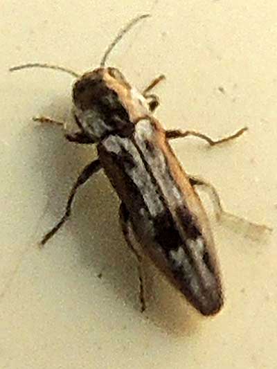 a brown buprestidae marked with white, Agrilus lecontei, photo © by Mike Plagens