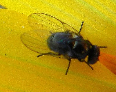 Agromyzid fly feeds upon achenes of Gerea canescens,  photo © by Mike Plagens