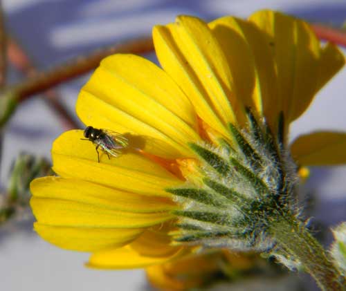 Agromyzid fly feeds upon achenes of Gerea canescens,  photo © by Mike Plagens