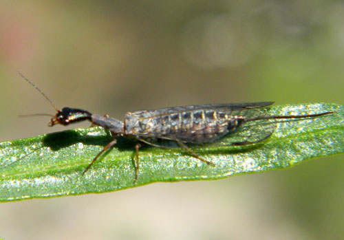Agulla snakefly photo © by Mike Plagens