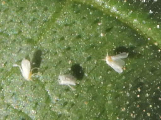 adult whiteflies, Aleyrodidae, photo © by Mike Plagens