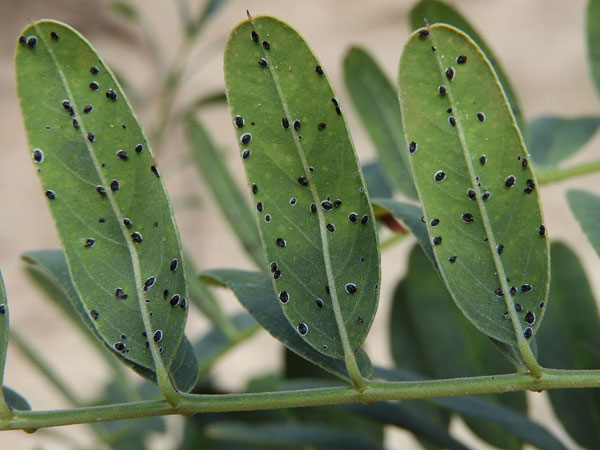 Hibernacula of whiteflies, Aleyrodidae, photo © by Mike Plagens