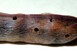 exit holes in sweet acacia pods made by Algarobius bean weevil, photo by Michael Plagens