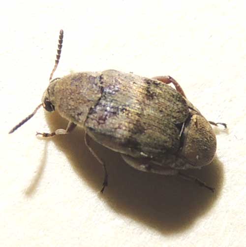 Algarobius bean weevil, photo by Michael Plagens