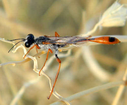 Ammophila wasp photo © by Mike Plagens